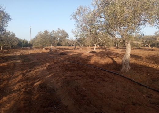 Terrain Agricole a Tazarka