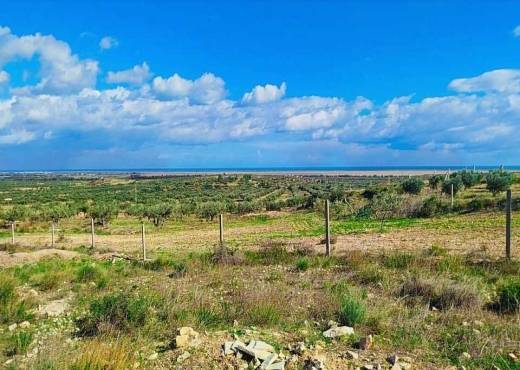 terrain À Vendre à SOUSSE - TERRAIN AGRICOLE A VENDRE - Immobiliere.tn