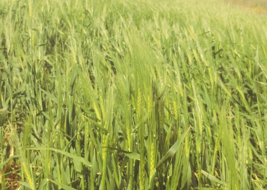 5 hectares terrain agricole nu