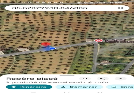 للبيع: 54زيتونة حجم كبير في الشواشين