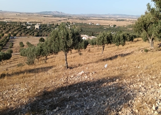 terrain agricole