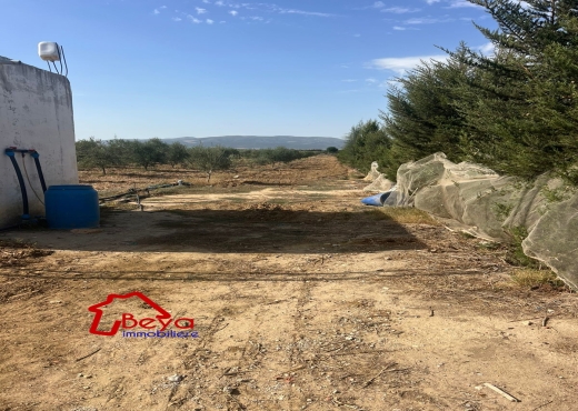 terrain BIRSA VTM087