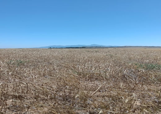 terrain agricole