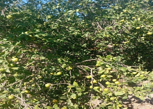 Terrain à vendre à Ras Jebel – Plage Suisseri 🌿🍃