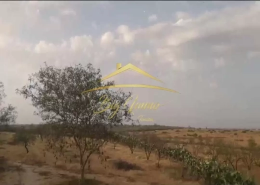 A Vendre Senia 8 hec Kalaa Kbira