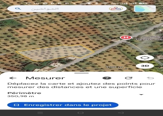 للبيع: 54زيتونة حجم كبير في الشواشين