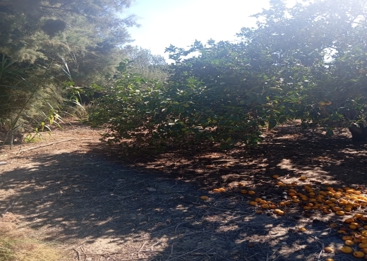 Opportunité Rare 🌅 Terrain 1 ha + 1000 m²