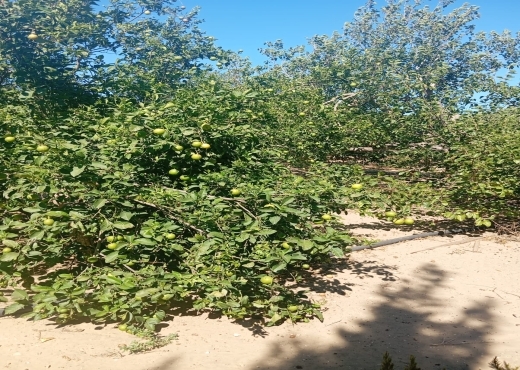 Opportunité Rare 🌅 Terrain 1 ha + 1000 m²