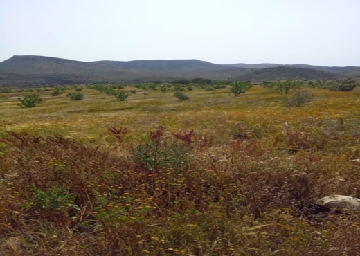 terrain agricole