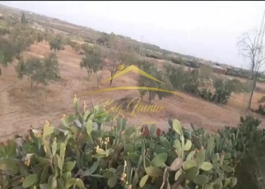 A Vendre Senia 8 hec Kalaa Kbira