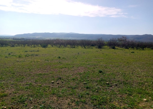 Terrain agricole 14hectares tborba