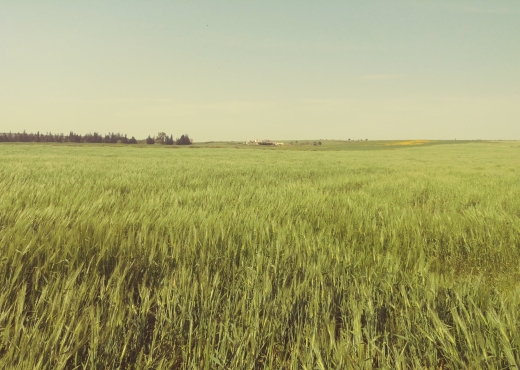 5 hectares terrain agricole nu