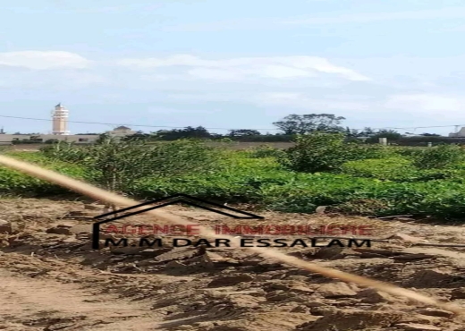 terrain contenant des arbres