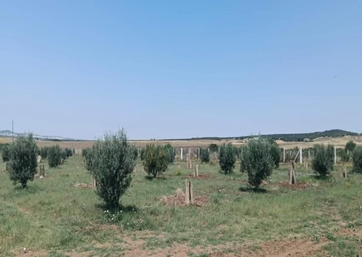 terrain À Vendre à ZAGHOUAN - TERRAIN AGRICOLE A VENDRE - Immobiliere.tn - Photo 2