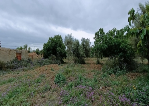 terrain agricole