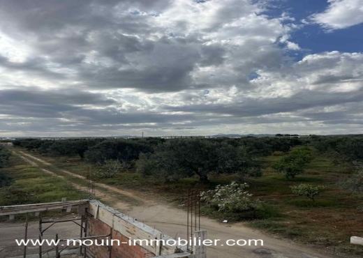 TERRAIN CLAUDIA Douikhla T1219