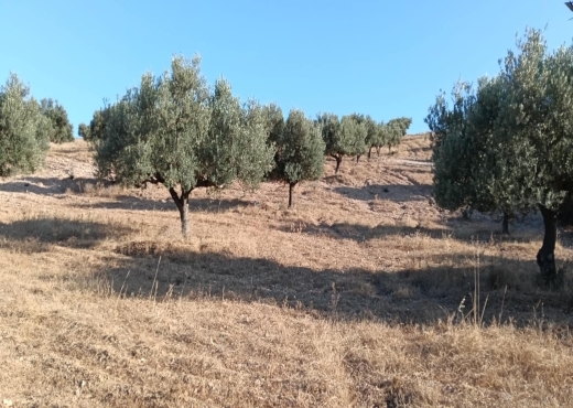 terrain agricole