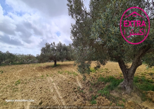 Campagne à El Haouaria de Nabeul