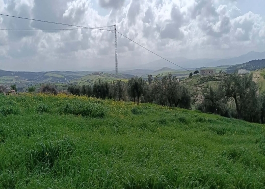terrain À Vendre à ZAGHOUAN - terrain agricole à vendre +maison - Immobiliere.tn