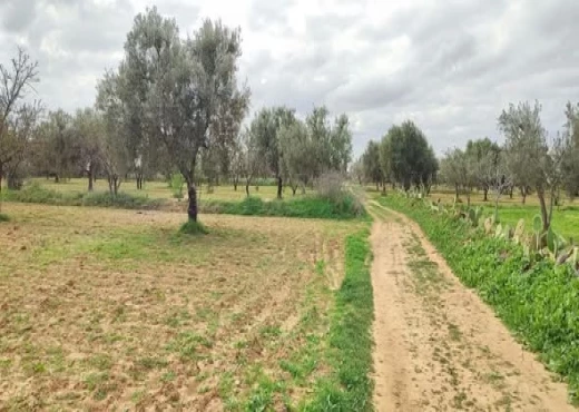 terrain À Vendre à MONASTIR - Terrain agricole à Moknine - Immobiliere.tn - Photo 3