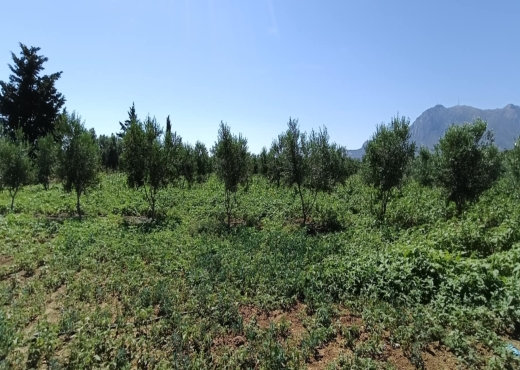 terrain agricole