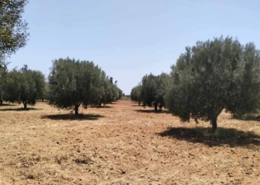 terrain À Vendre à SOUSSE - terrain agricole à vendre - Immobiliere.tn - Photo 4