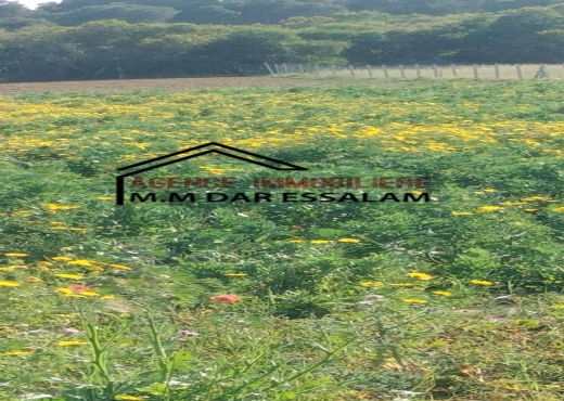 terrain À Vendre à NABEUL - terrain agricole à vendre - Immobiliere.tn - Photo 3