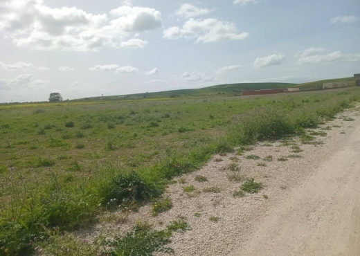 للبيع قطع أرض في سيدي ثابت-شرفش