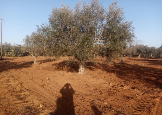 Terrain Agricole a Tazarka