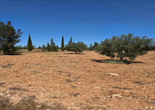 🌳Terrain Agricole à Sidi Bou Ali