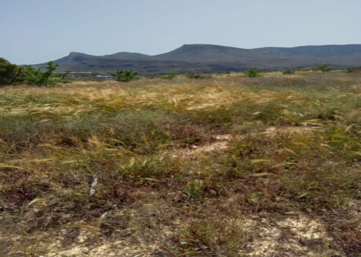 terrain agricole