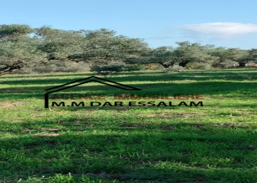 terrain agricole à kerkouane