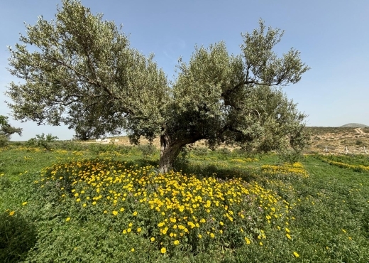 Belle ferme lansarine tborba