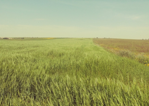 5 hectares terrain agricole nu