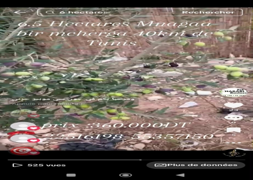 Ferme de 6h5 1 400 oliviers chemla