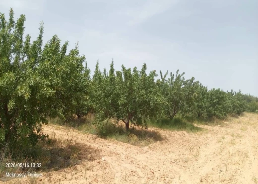 terrain À Vendre à SIDI BOUZID - Ferme modèle à vendre - Immobiliere.tn - Photo 4
