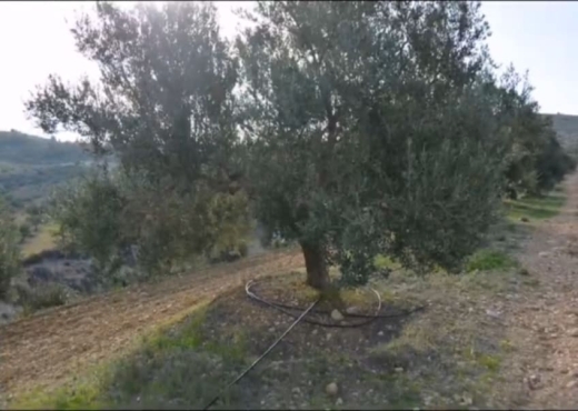 terrain