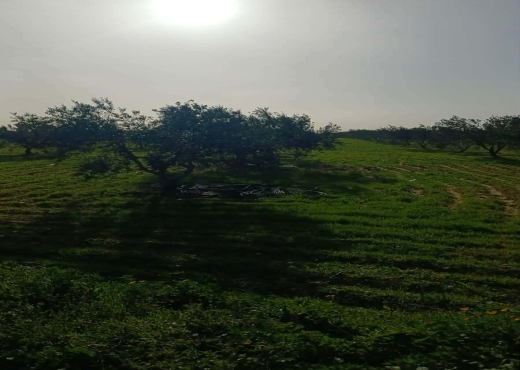 terrain À Vendre à ZAGHOUAN - TERRAIN AGRICOLE A VENDRE - Immobiliere.tn - Photo 4