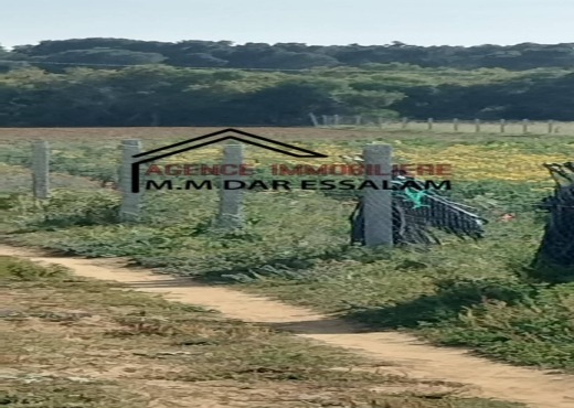 terrain À Vendre à NABEUL - terrain agricole à vendre - Immobiliere.tn - Photo 4