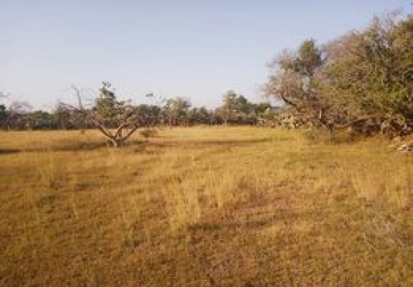 terrain À Vendre à MAHDIA - terrain agricole - Immobiliere.tn - Photo 2