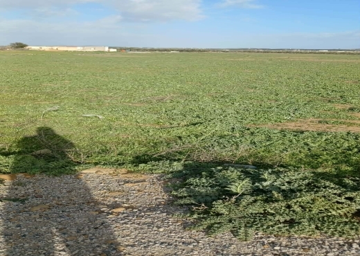 terrain À Vendre à ZAGHOUAN - TERRAIN AGRICOLE NU A VENDRE - Immobiliere.tn - Photo 2