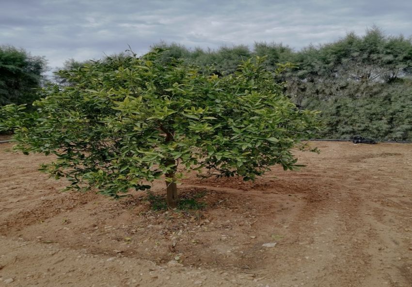 أرض فلاحية خصبة للبيع – فرصة استثمارية مميزة!