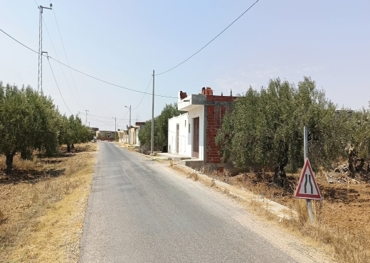 للبيع: 54زيتونة حجم كبير في الشواشين