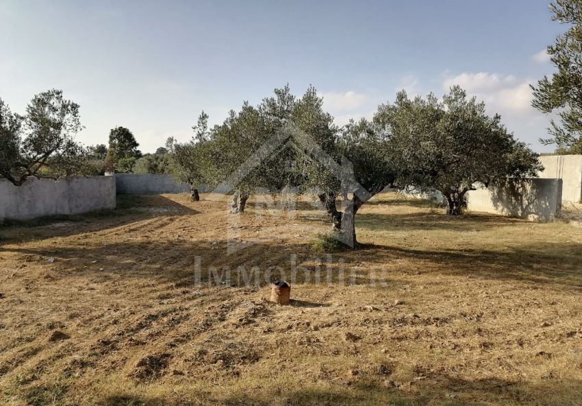 Terrain de 1000 m² à vendre à Hammamet 51355351