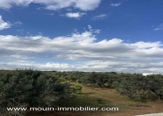 TERRAIN CLAUDIA Douikhla T1219