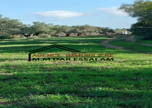 terrain agricole à kerkouane