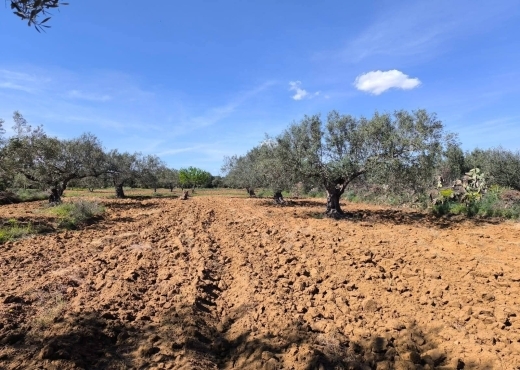 terrain À Vendre à MONASTIR - A vendre terrain agricole a - Immobiliere.tn - Photo 2
