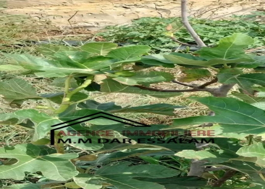 terrain contenant des arbres