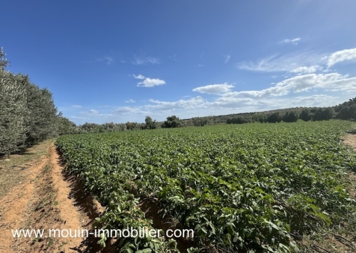 FERME LES EMERAUDES Somaa T1137