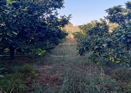 Terrain agricole de 1005 m² à Ras Jebel